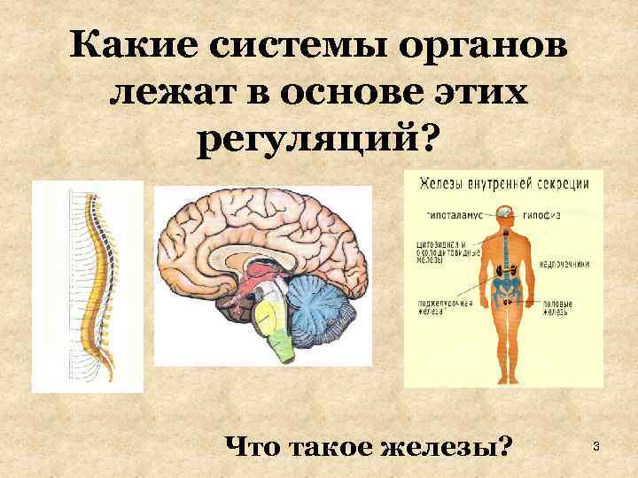 Какие системы органов лежат в основе этих регуляций? Что такое железы? 3 