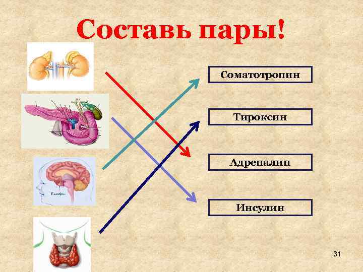 Составь пары! Соматотропин Тироксин Адреналин Инсулин 31 