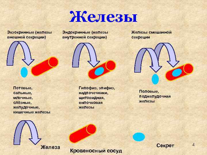 Железы Экзокринные (железы внешней секреции) Потовые, сальные, млечные, слёзные, желудочные, кишечные железы Железа Эндокринные