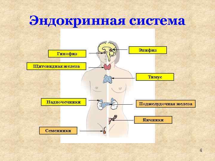 Эндокринная система Гипофиз Эпифиз Щитовидная железа Тимус Надпочечники Поджелудочная железа Яичники Семенники 6 