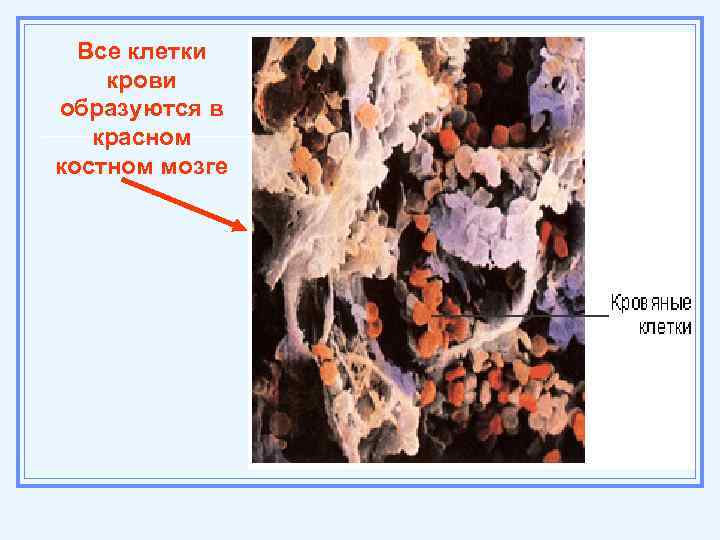 Все клетки крови образуются в красном костном мозге 