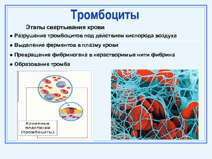 К какому типу ткани относится изображенный на рисунке 2 клетки