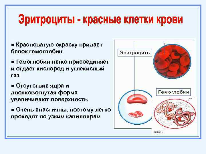 ● Красноватую окраску придает белок гемоглобин ● Гемоглобин легко присоединяет и отдает кислород и