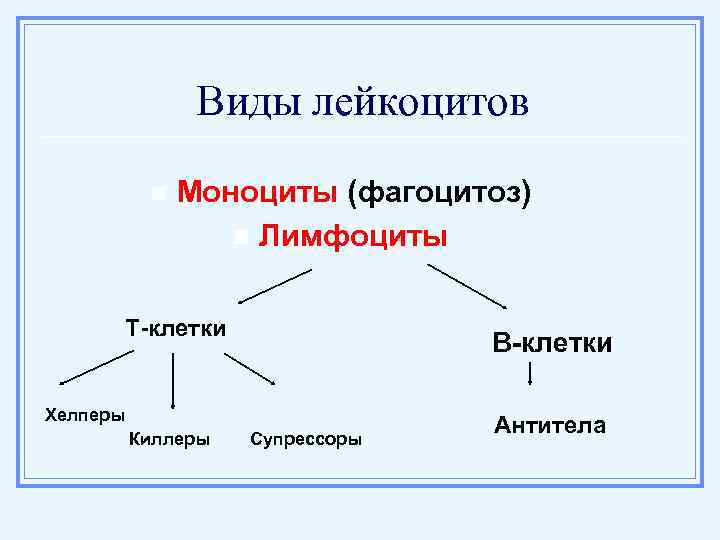 Виды лейкоцитов n Моноциты (фагоцитоз) n Лимфоциты Т-клетки В-клетки Хелперы Киллеры Супрессоры Антитела 