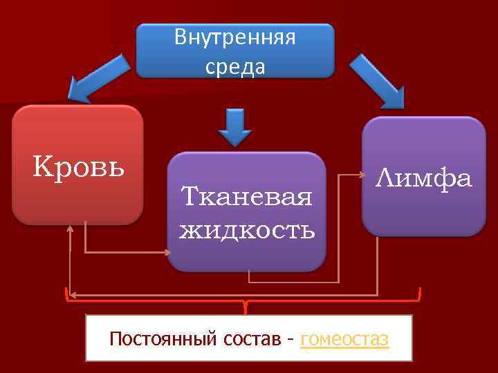 Внутренняя среда Кровь Тканевая жидкость Лимфа Постоянный состав - гомеостаз 