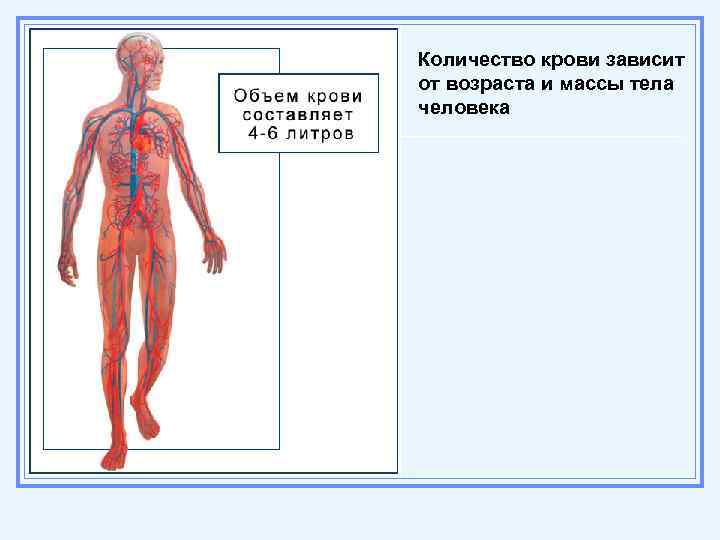 Количество крови зависит от возраста и массы тела человека 