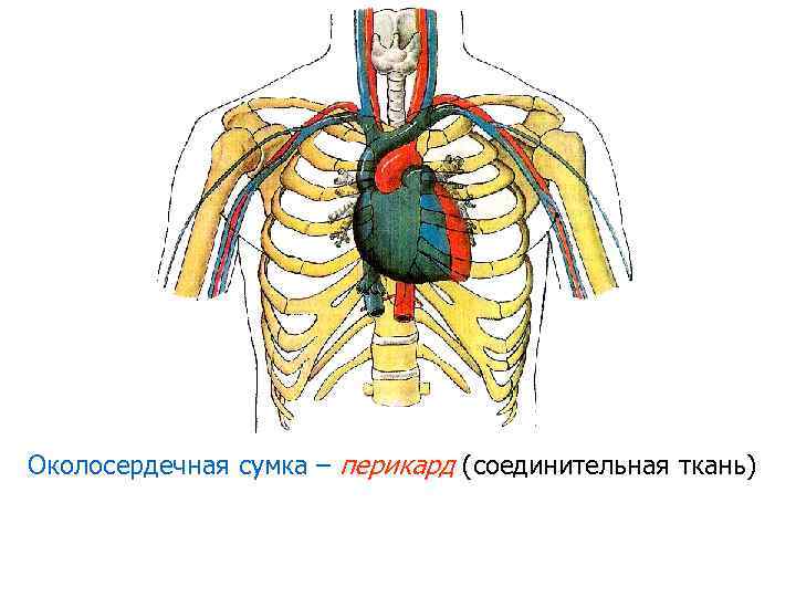 Околосердечная сумка – перикард (соединительная ткань) 