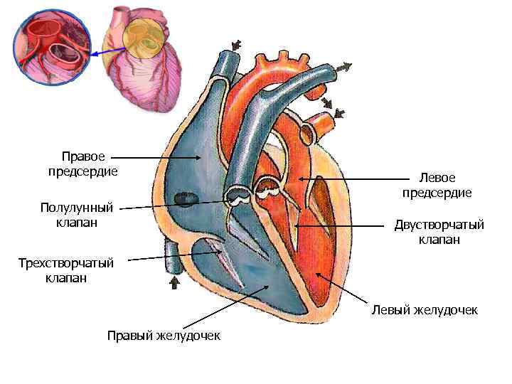 Правое предсердие Полулунный клапан Левое предсердие Двустворчатый клапан Трехстворчатый клапан Левый желудочек Правый желудочек