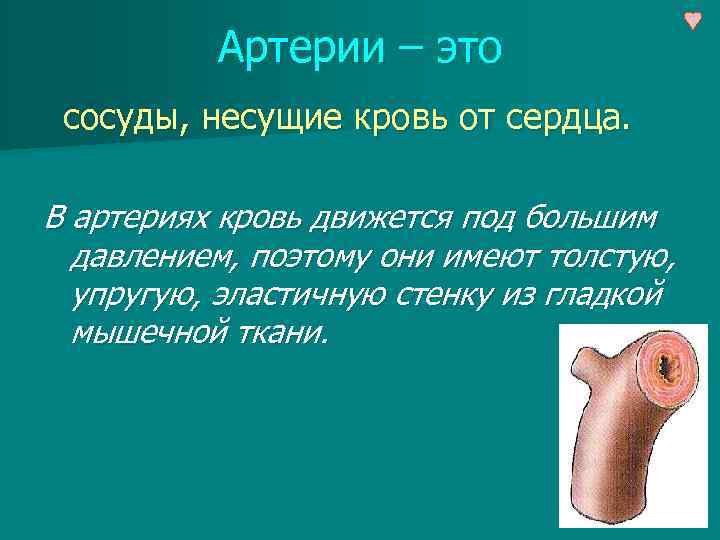 Артерии – это сосуды, несущие кровь от сердца. В артериях кровь движется под большим