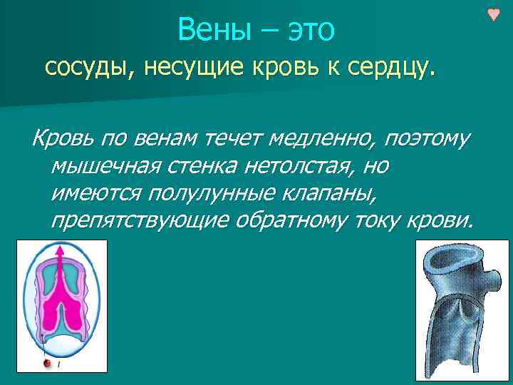 Вены – это сосуды, несущие кровь к сердцу. Кровь по венам течет медленно, поэтому