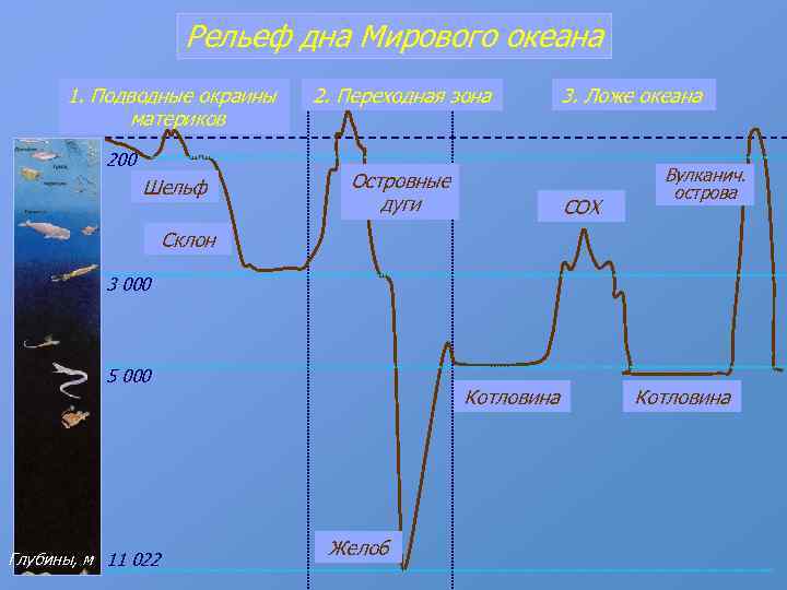 Рельеф дна Мирового океана 1. Подводные окраины материков 200 Шельф 2. Переходная зона Островные