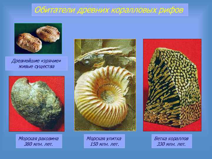 Обитатели древних коралловых рифов Древнейшие «зрячие» живые существа Морская раковина 380 млн. лет. Морская