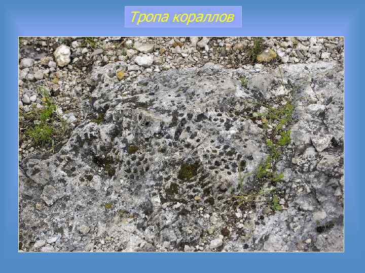 Тропа кораллов 