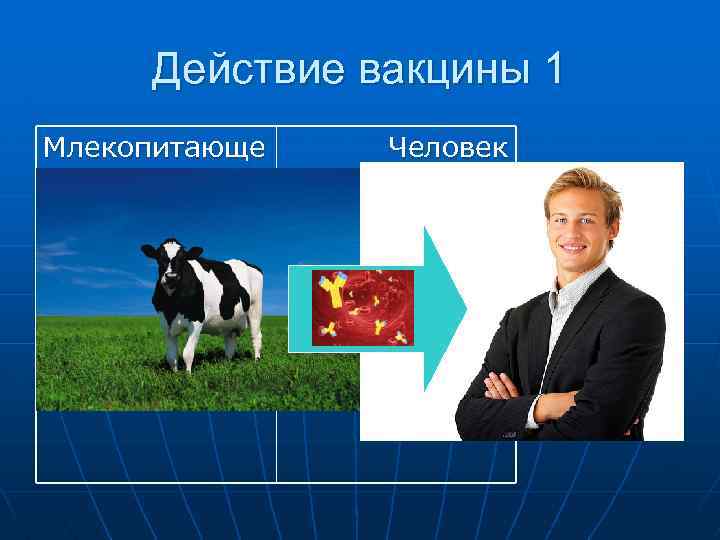 Действие вакцины 1 Млекопитающе е Человек 