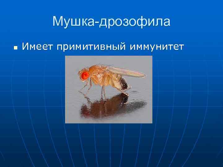 Мушка-дрозофила n Имеет примитивный иммунитет 