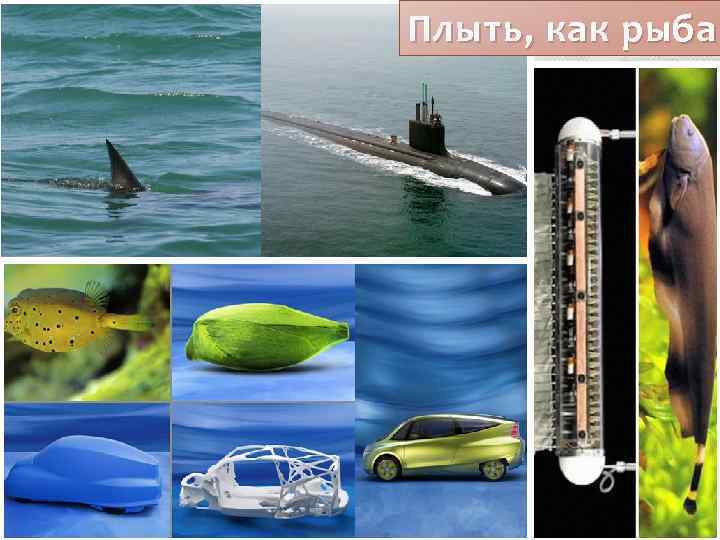 Плыть, как рыба 