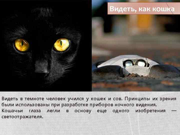 Видеть, как кошка Видеть в темноте человек учился у кошек и сов. Принципы их