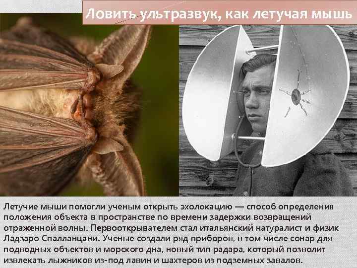 Ловить ультразвук, как летучая мышь Летучие мыши помогли ученым открыть эхолокацию — способ определения