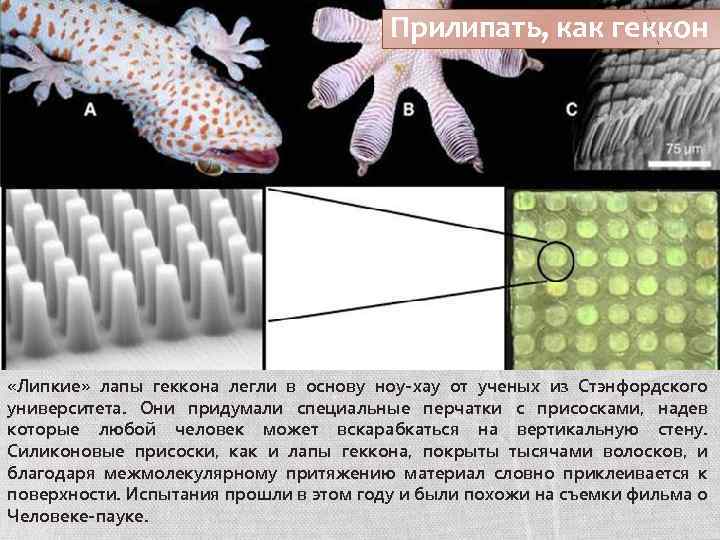 Прилипать, как геккон «Липкие» лапы геккона легли в основу ноу-хау от ученых из Стэнфордского
