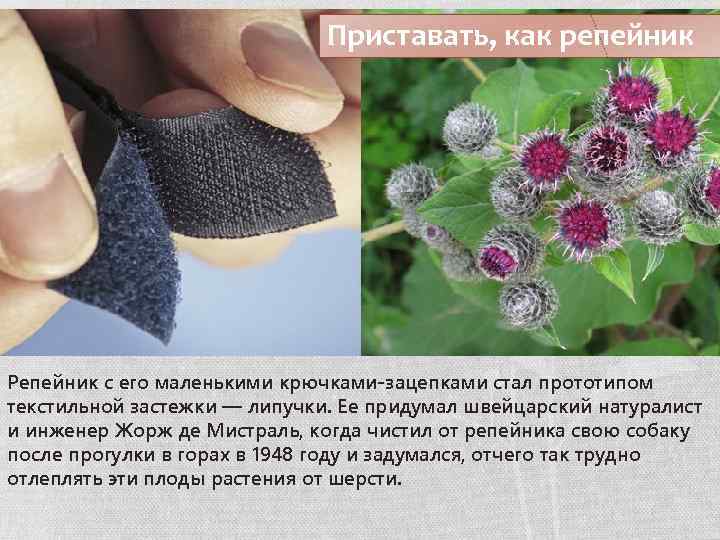 Приставать, как репейник Репейник с его маленькими крючками-зацепками стал прототипом текстильной застежки — липучки.