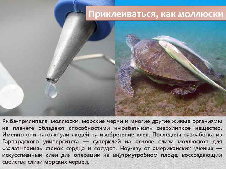 Приклеиваться, как моллюски Рыба-прилипала, моллюски, морские черви и многие другие живые организмы на планете