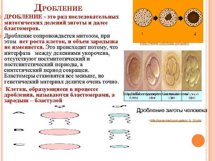  ДРОБЛЕНИЕ - это ряд последовательных митотических делений зиготы и далее бластомеров. Дробление сопровождается