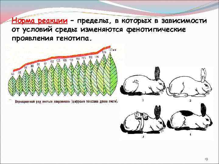 К фенотипической изменчивости относится