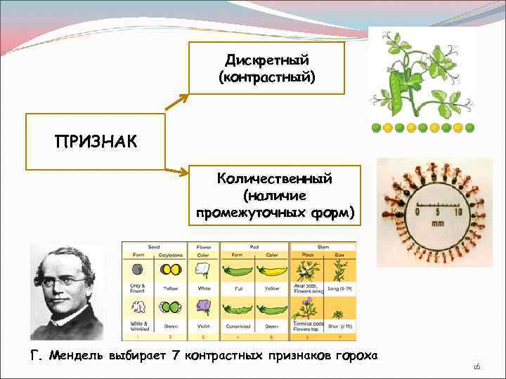 Дискретный (контрастный) ПРИЗНАК Количественный (наличие промежуточных форм) Г. Мендель выбирает 7 контрастных признаков гороха