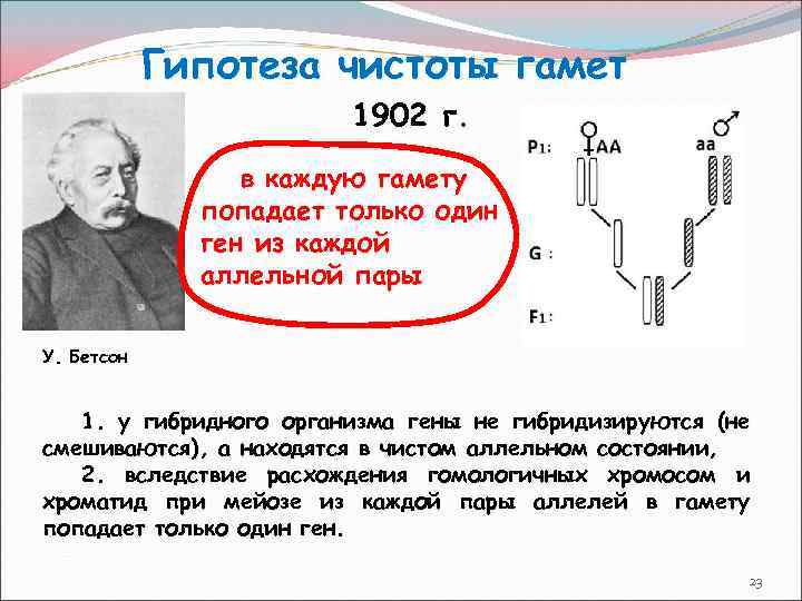 Гипотеза чистоты гамет 1902 г. в каждую гамету попадает только один ген из каждой