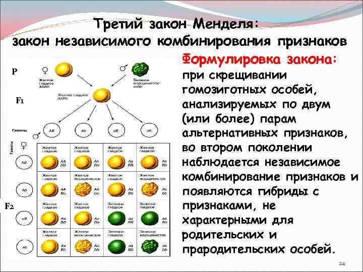 Законы менделя кратко