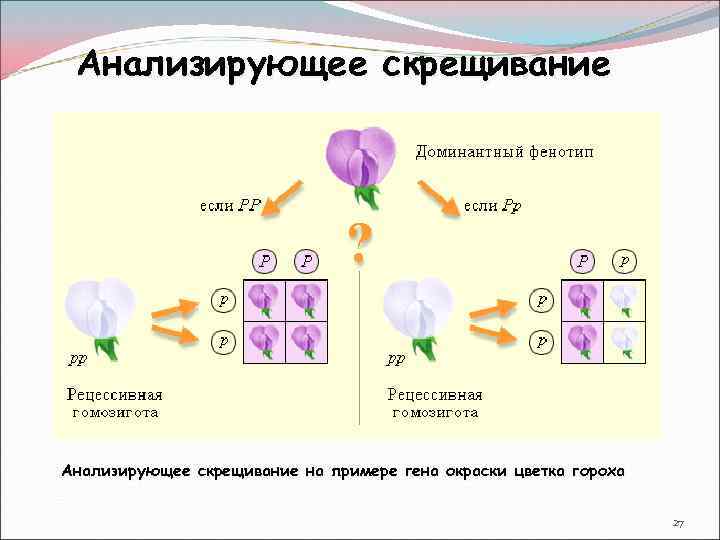 Анализирующее скрещивание на примере гена окраски цветка гороха 27 