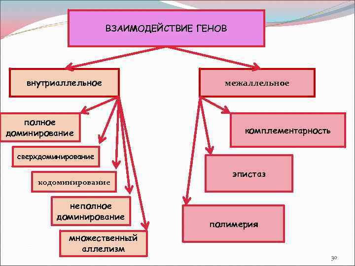 ВЗАИМОДЕЙСТВИЕ ГЕНОВ внутриаллельное полное доминирование межаллельное комплементарность сверхдоминирование кодоминирование неполное доминирование множественный аллелизм эпистаз