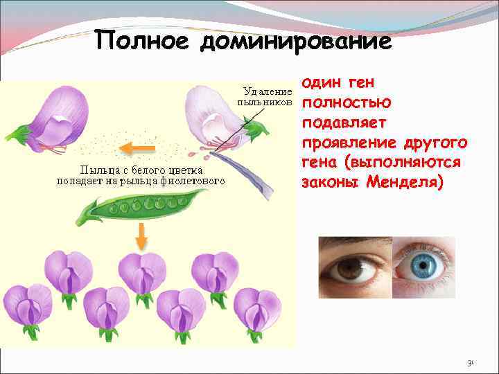 Показать ответ полное доминирование. Полное доминирование это. Полное доминирование примеры. Полное доминирование это в генетике. Полное доминирование это в биологии.