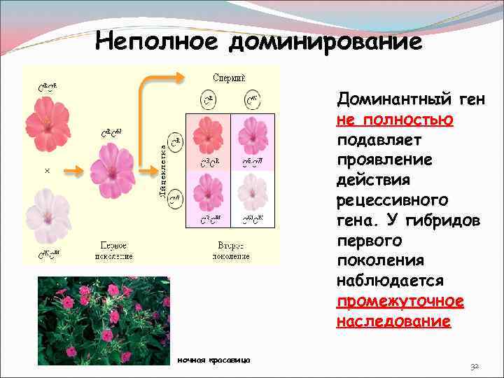 Промежуточное проявление признака неполное доминирование