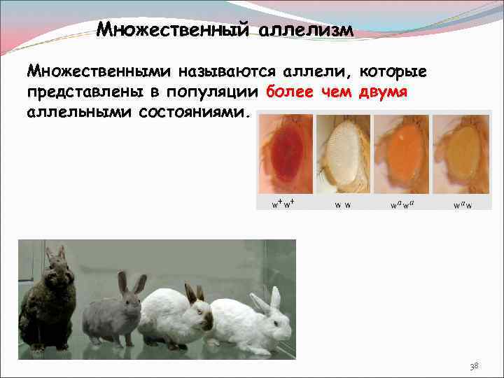 Изменение окраски шерсти кролика. Множественный аллелизм окраска кроликов. Множественный аллелизм. Множественный аллелизм это в генетике. Множественный аллелизм примеры.
