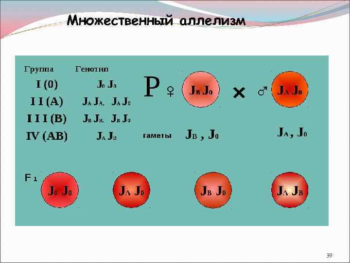 Множественный аллелизм 39 