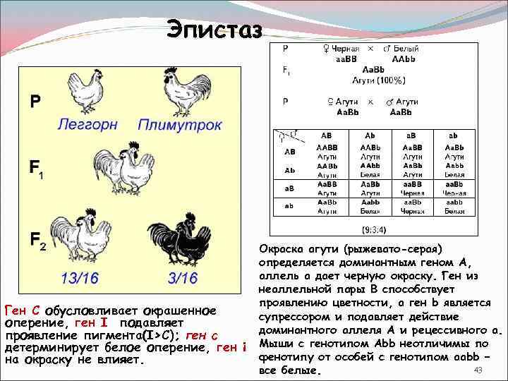 Эпистаз примеры у человека