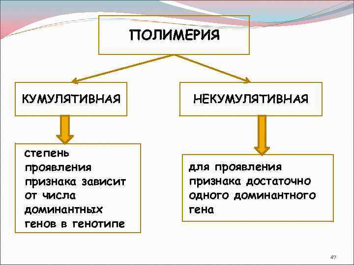 ПОЛИМЕРИЯ КУМУЛЯТИВНАЯ степень проявления признака зависит от числа доминантных генов в генотипе НЕКУМУЛЯТИВНАЯ для