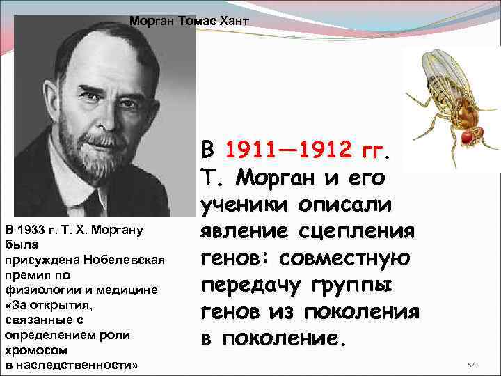 Томас морган презентация