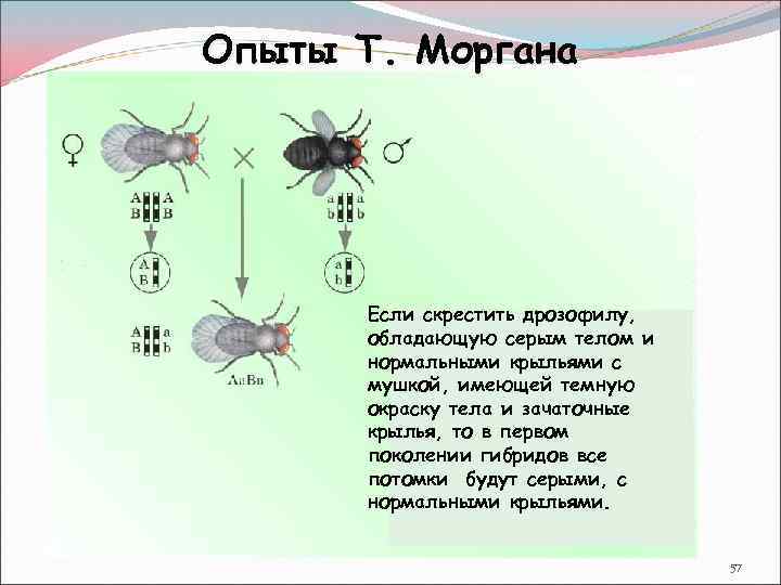 При скрещивании мух дрозофил