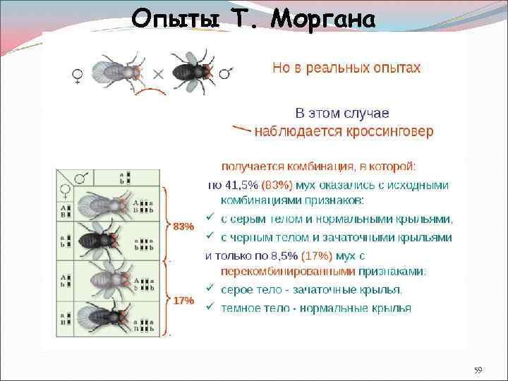 Опыты с дрозофилой