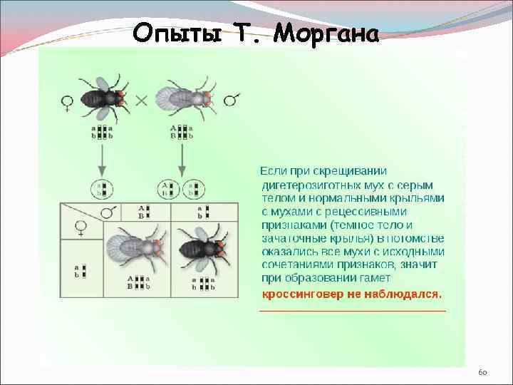 Опыты Т. Моргана 60 