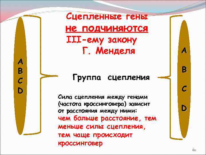 Сцепленные гены не подчиняются А B C D III-ему закону Г. Менделя Группа сцепления