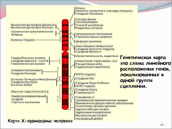 Генетическая карта хромосом человека