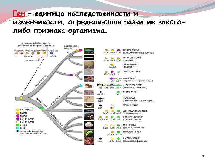 Ген – единица наследственности и изменчивости, определяющая развитие какоголибо признака организма. 7 