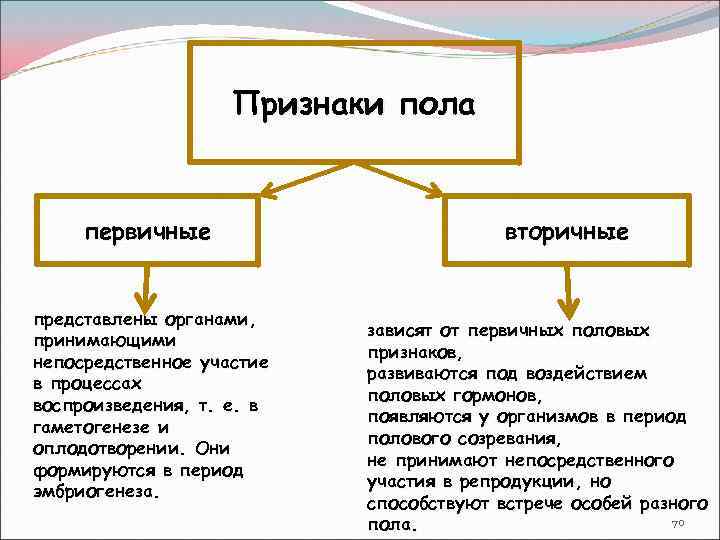 Признаки пола первичные представлены органами, принимающими непосредственное участие в процессах воспроизведения, т. е. в