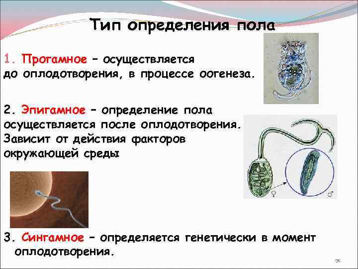 Тип определения пола 1. Прогамное – осуществляется до оплодотворения, в процессе оогенеза. 2. Эпигамное