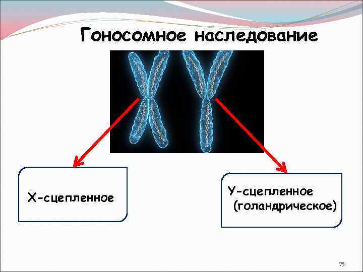 Гоносомное наследование Х-сцепленное Y-сцепленное (голандрическое) 75 