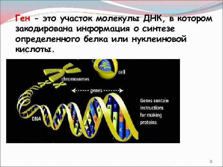 Структурные участки днк