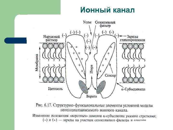 Строение канала. Строение ионного канала мембраны. Схема строения ионного канала. Мембранные ионные каналы типы. Ионные каналы растительной клетки.